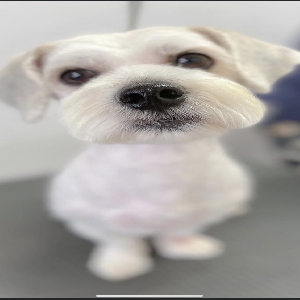adoptable Dog in , Scotland named Milo