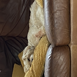 images/pets/original/1595_actual_two.webp
