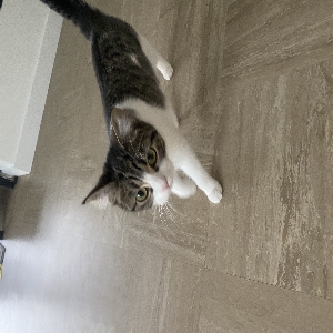 adoptable Cat in London, England named Roo