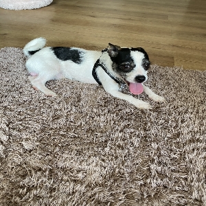 adoptable Dog in , northern ireland named Patch