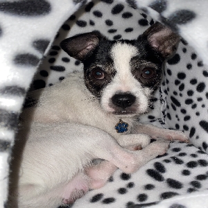images/pets/original/1606_actual_two.webp