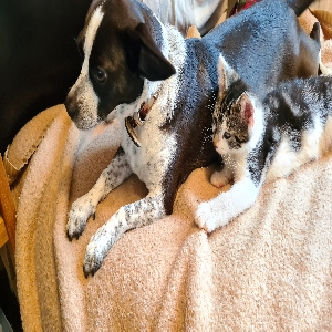 images/pets/original/1609_actual_two.webp