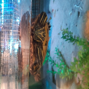 adoptable Reptile in Newcastle Upon Tyne, England named Terry