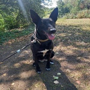 adoptable Dog in Nottingham, England named Sasha