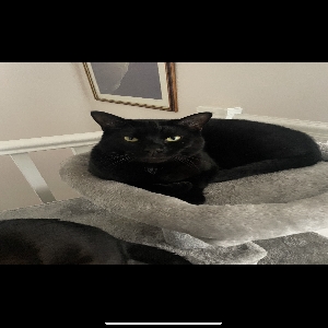 adoptable Cat in Sheffield, England named Crotchet