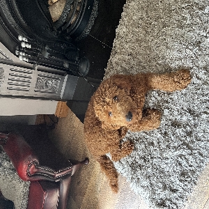 adoptable Dog in Preston, England named Teddy