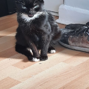 adoptable Cat in Manchester, England named No name