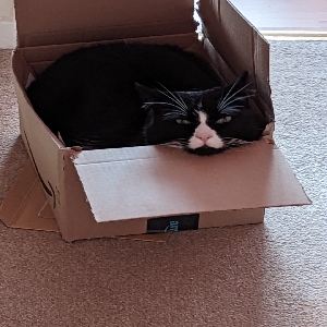 adoptable Cat in Newport, Wales named Missy