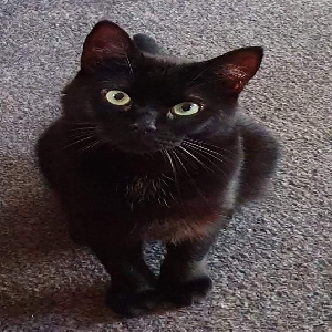 adoptable Cat in Canterbury, England named Tilly