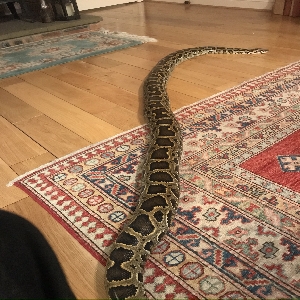 adoptable Reptile in Newcastle Upon Tyne, England named Unknown