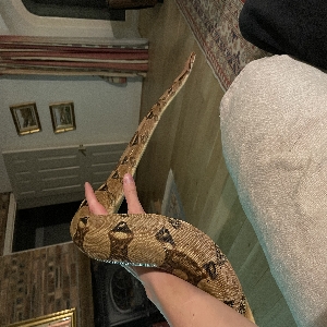 images/pets/original/1640_actual_three.webp