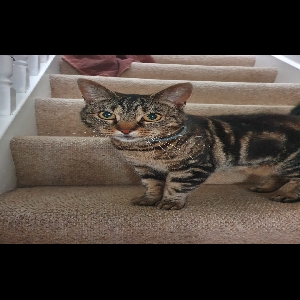 adoptable Cat in Bristol, England named Olive