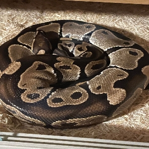 adoptable Reptile in Newcastle Upon Tyne, England named Ekans
