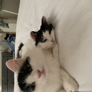 adoptable Cat in Manchester, England named Peanut and pancake