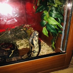 adoptable Reptile in Salisbury, England named Bowie