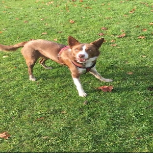 adoptable Dog in , Scotland named Tucker