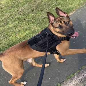 adoptable Dog in Bangor, Wales named Rocko