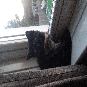 adoptable Cat in St Albans, England named Unknown
