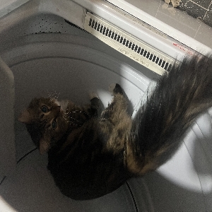 adoptable Cat in Coventry, England named Happy