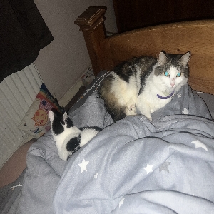 adoptable Cat in Coventry, England named Carla