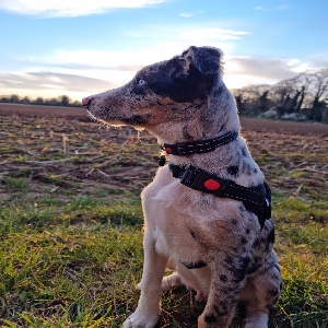 adoptable Dog in Cambridge, England named Zagreus 