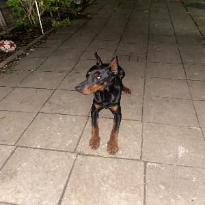 images/pets/original/1694_actual_two.webp