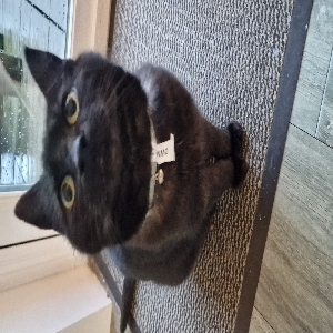 adoptable Cat in Plymouth, England named Brian