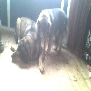 images/pets/original/1708_actual_two.webp