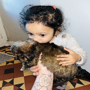 adoptable Dog in , Northern Ireland named Beto