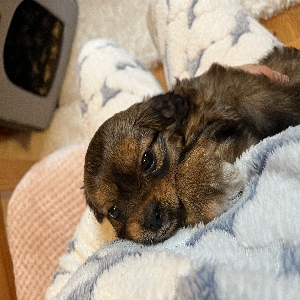 images/pets/original/1710_actual_two.webp