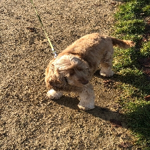 adoptable Dog in Peterborough, England named Narla