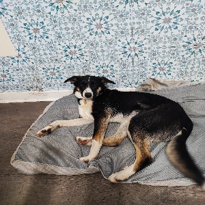 adoptable Dog in , Scotland named Bella