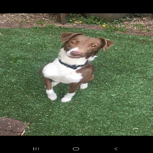 adoptable Dog in Newport, Wales named Kobe