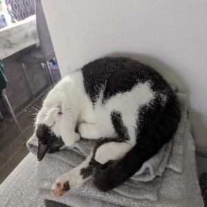 adoptable Cat in St Albans, England named Narla