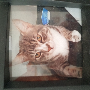 adoptable Cat in Durham, England named Timmy