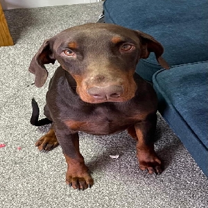 adoptable Dog in London, England named Stan