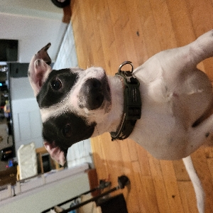 adoptable Dog in Belfast, Northern Ireland named Benji