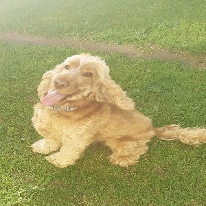 adoptable Dog in Belfast, Northern Ireland named Rusty