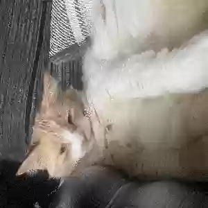 adoptable Cat in , Scotland named Jasper