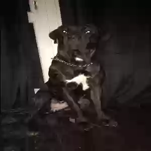 adoptable Dog in London, England named Naya
