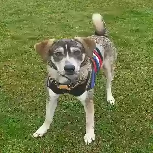 adoptable Dog in Salisbury, England named Jake