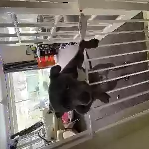 adoptable Dog in London, England named Coco