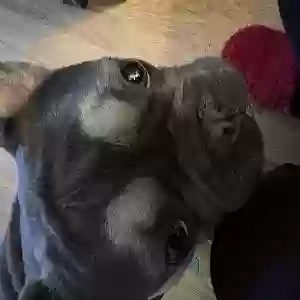 adoptable Dog in , Scotland named Rocco