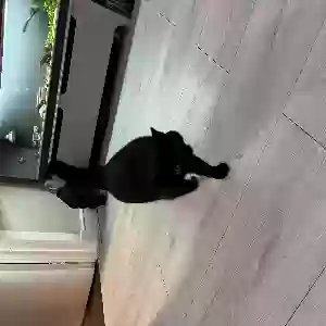 adoptable Cat in Glasgow, Scotland named Jasmine