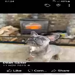 images/pets/original/1859_actual_two.webp