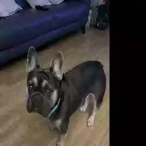 adoptable Dog in , Scotland named Rocco