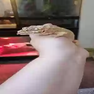 adoptable Reptile in Durham, England named Falkor