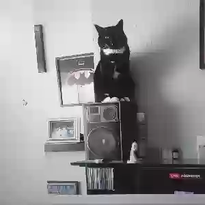 adoptable Cat in Glasgow, Scotland named Mogli