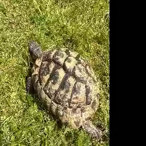 adoptable Reptile in Southampton, England named Unknown