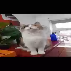 adoptable Cat in Bristol, England named Cinnamon